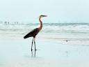Great storks at the beach